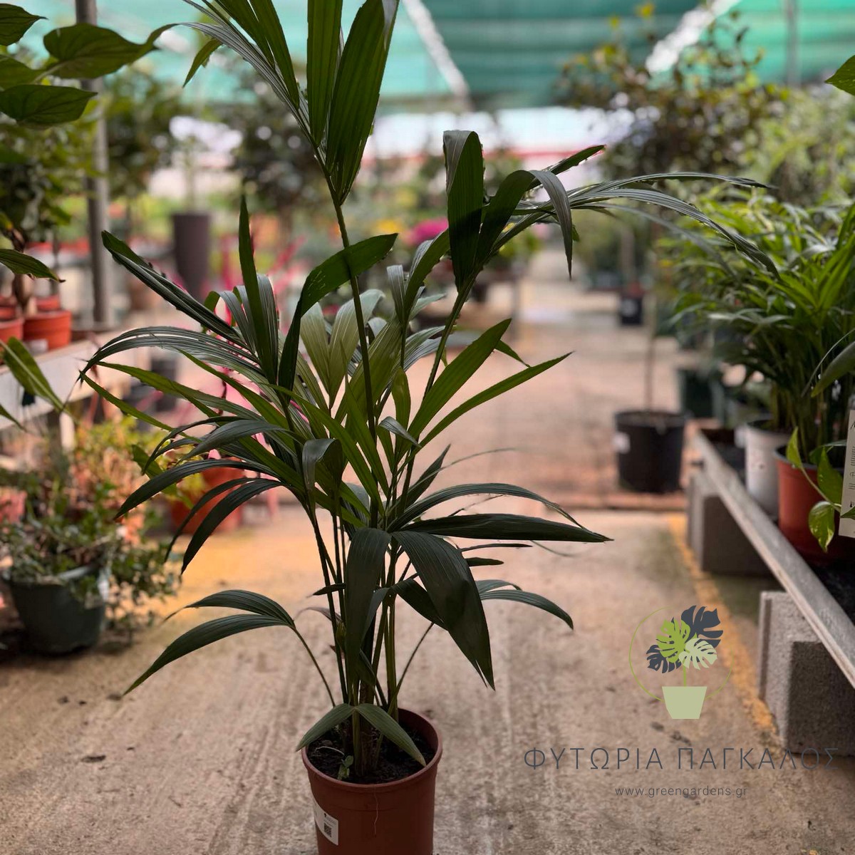 Κέντια (Howea forsteriana) | Κομψός Φοίνικας Εσωτερικού Χώρου - 4 lt